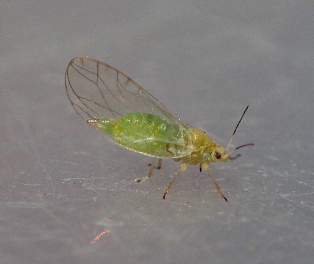 Trioza albifrons