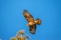 Buteo buteo