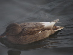 Anas platyrhynchos