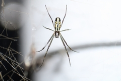 Trichonephila clavipes