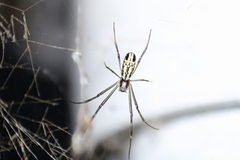 Trichonephila clavipes