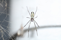 Trichonephila clavipes