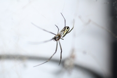 Trichonephila clavipes