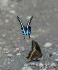 Papilio hornimani