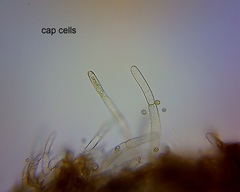 Crepidotus mollis image