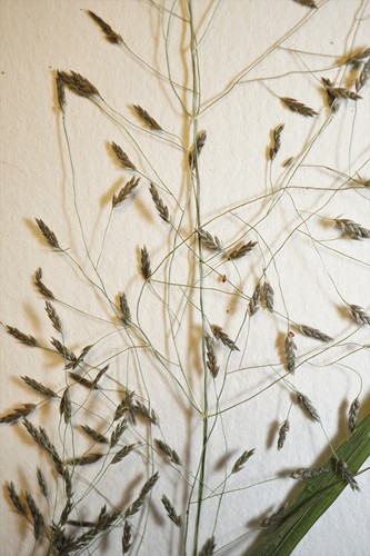 Eragrostis pilosa