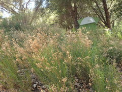 Craspedolepta gutierreziae