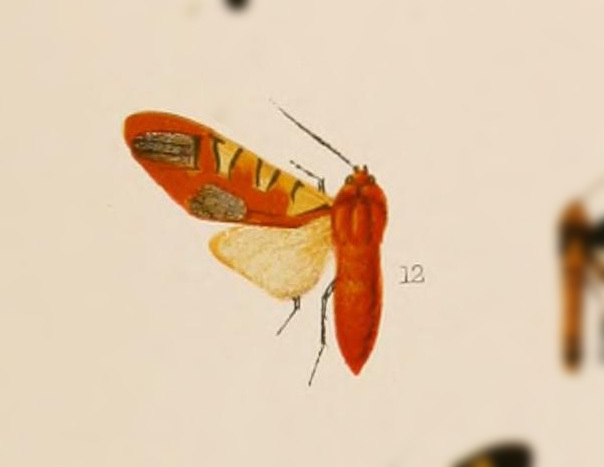 Gorgonidia pallidipennis