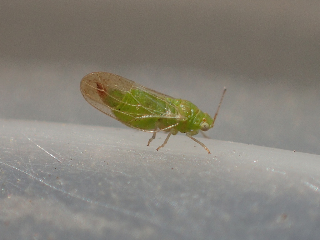 Craspedolepta gutierreziae