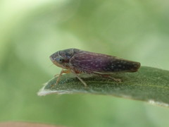 Graphocephala confluens