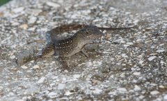 Anolis sagrei