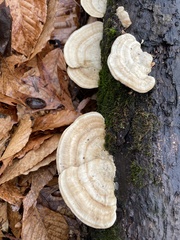 Trametes