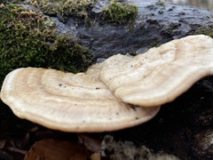 Trametes