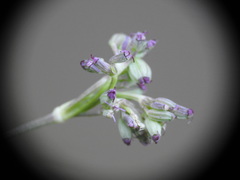 Seseli montanum