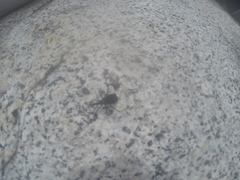 Dipetalogaster maximus