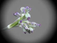 Seseli montanum