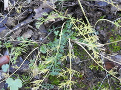Seseli montanum