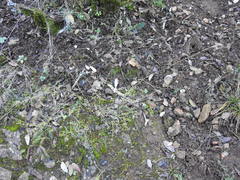 Seseli montanum