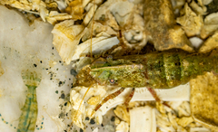 Spirontocaris prionota