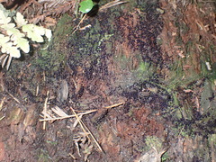 Cribraria cancellata