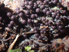 Cribraria cancellata