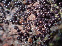 Cribraria cancellata