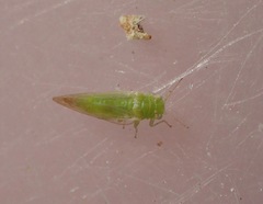 Craspedolepta gutierreziae