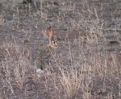 Lepus capensis