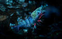 Spirontocaris prionota