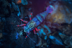 Spirontocaris prionota