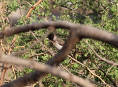 Pycnonotus barbatus dodsoni