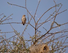 Plocepasser donaldsoni