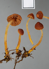 Cortinarius malosinae