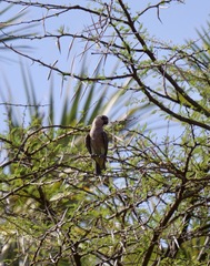 Poicephalus rufiventris