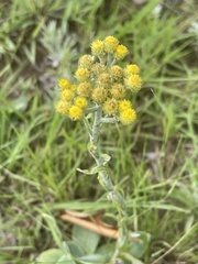 Helichrysum cephaloideum