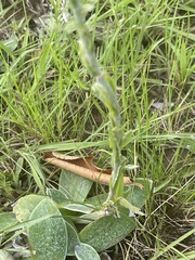 Helichrysum cephaloideum