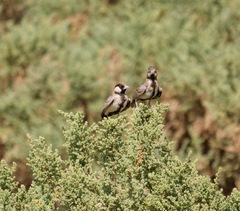 Eremopterix leucopareia