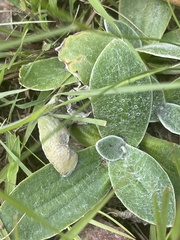 Helichrysum cephaloideum