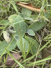 Helichrysum cephaloideum