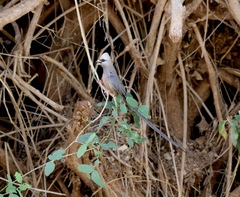 Colius leucocephalus