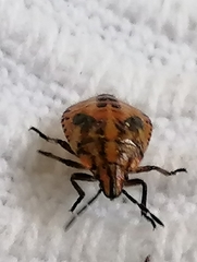 Agonoscelis venosa