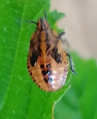 Agonoscelis venosa