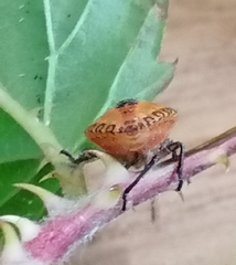 Agonoscelis venosa