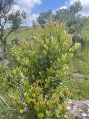 Syzygium legatii