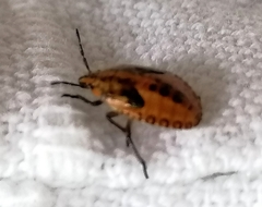 Agonoscelis venosa