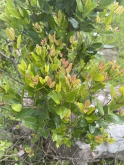 Syzygium legatii