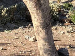 Geococcyx californianus