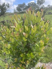 Syzygium legatii