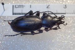 Carabus torosus sinopensis