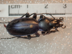Carabus torosus sinopensis